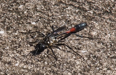 [This is a top down view from the front of the wasp on the concrete. It has a dark head and antenna and very long dark legs. Its body has a very skinny black section which connects to a much larger diameter section. The middle of the body is red while the ends are black. The wings only extend as far back as the skinny section so there's quite a bit of body beyond the wings.]